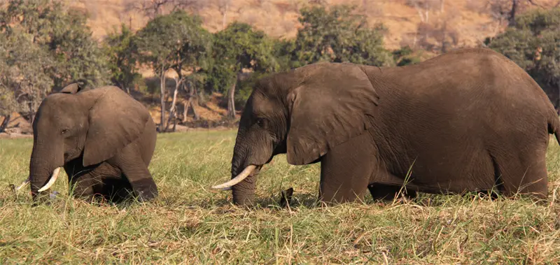 Elefant0502.jpg