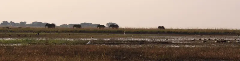 Elefant0503.jpg