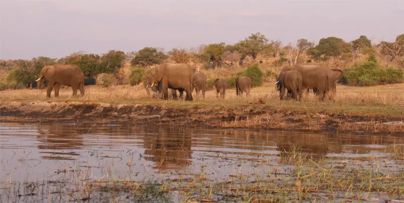 Elefant0504.jpg