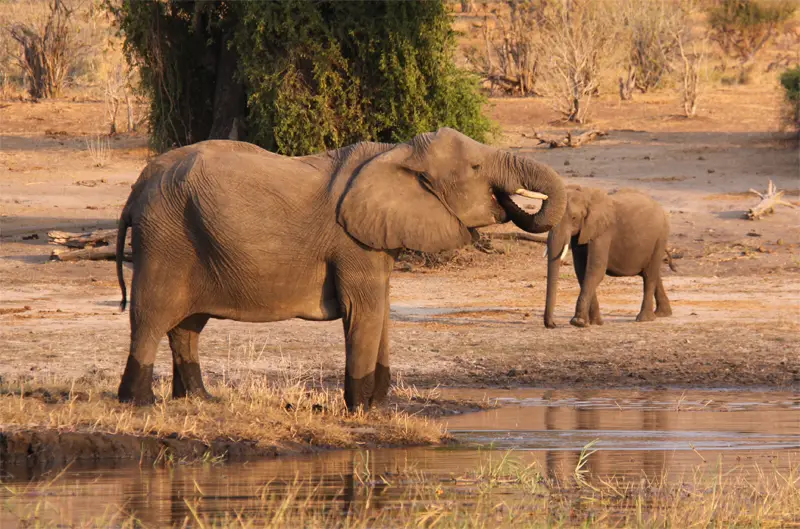 Elefant0505.jpg