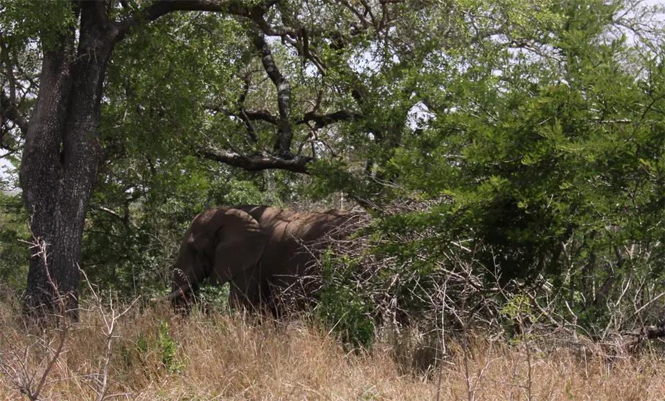 Elefant6.jpg