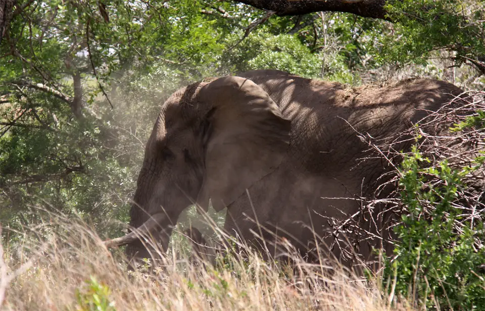 Elefant7.jpg