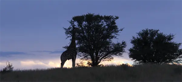 Giraffe.jpg