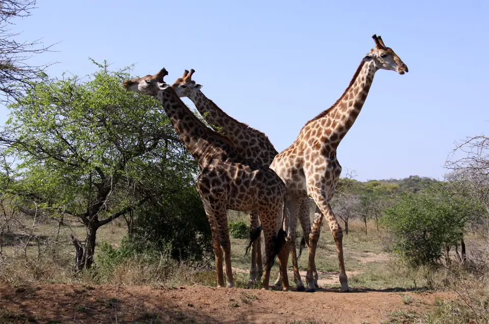 Giraffe1.jpg