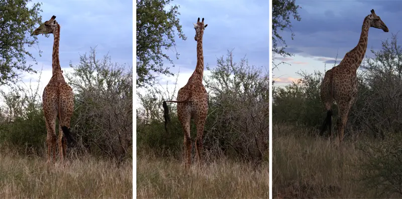 Giraffe121_2012-05-23.jpg