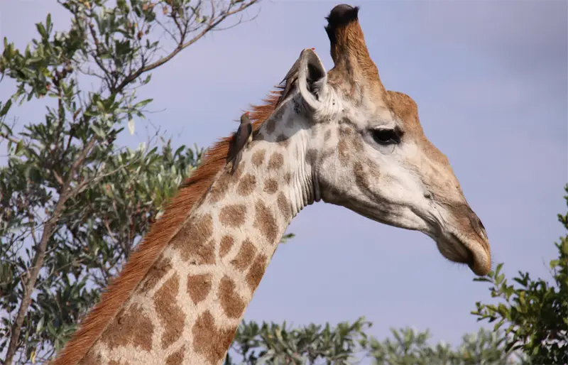 Giraffen152.jpg