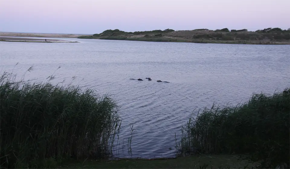 Hippo.jpg