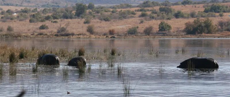 Hippo2101.jpg