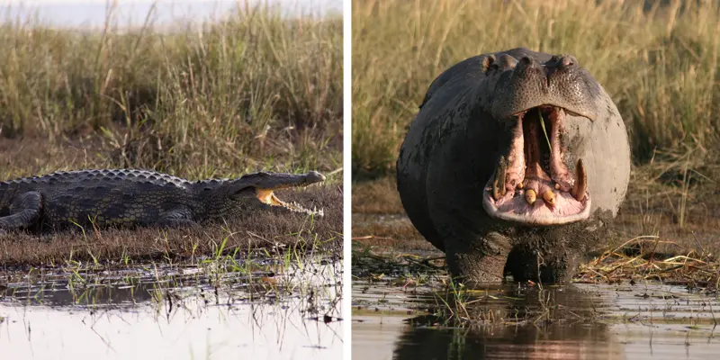 HippoCroc0501.jpg