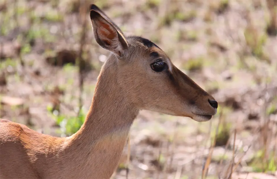 Impala.jpg