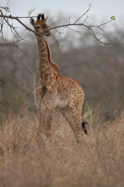 JungeGiraffemitMadenhacker-KrgerNationalPark.jpg