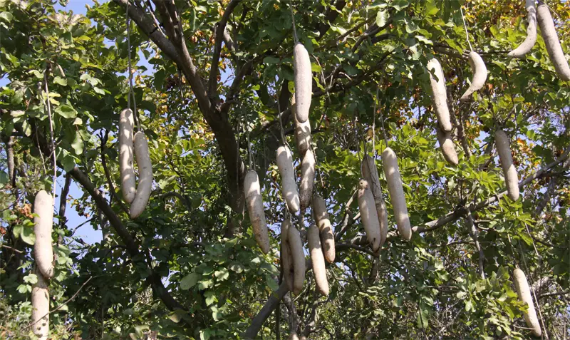 Leberwurstbaum1101.jpg