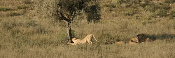 Lwena3.jpg