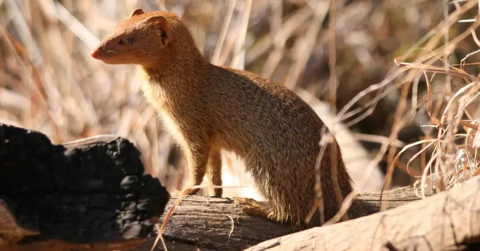 Mongoose2101.jpg