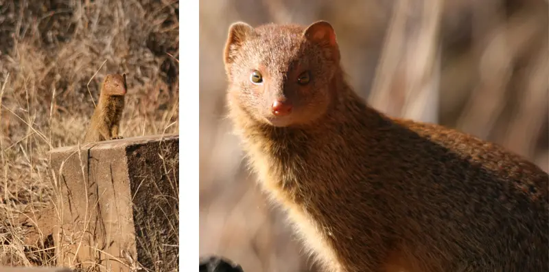 Mongoose2102.jpg
