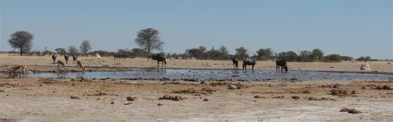 NxaiPan1702.jpg