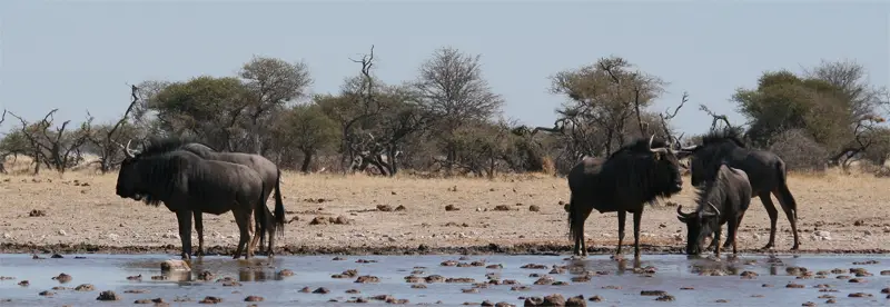 NxaiPan1705.jpg