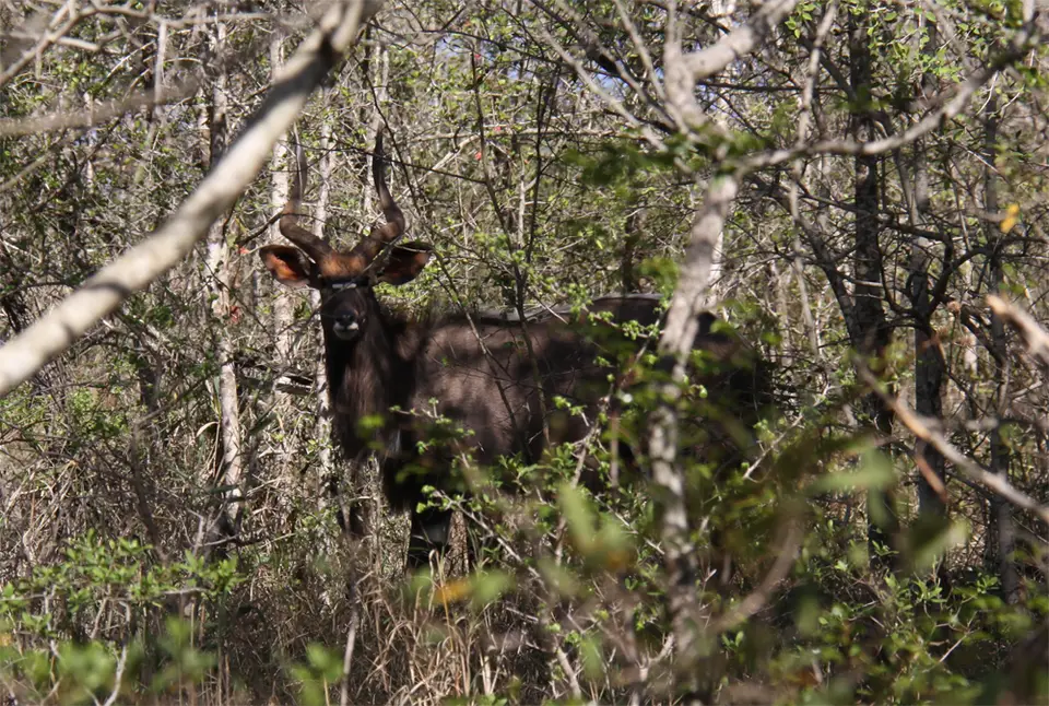 Nyala2.jpg