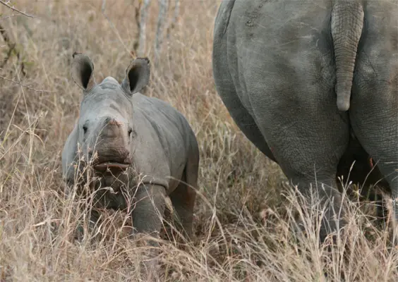 Rhino.jpg