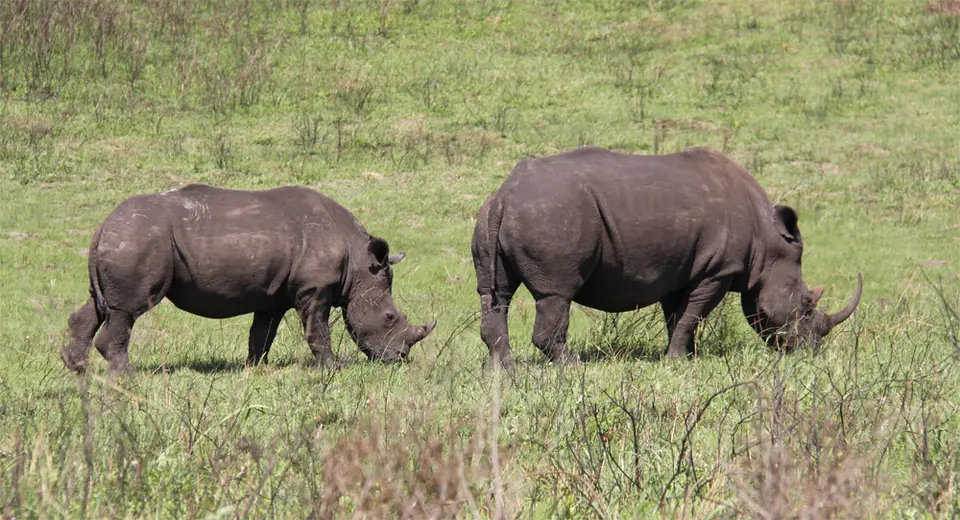 Rhino_2011-12-11.jpg