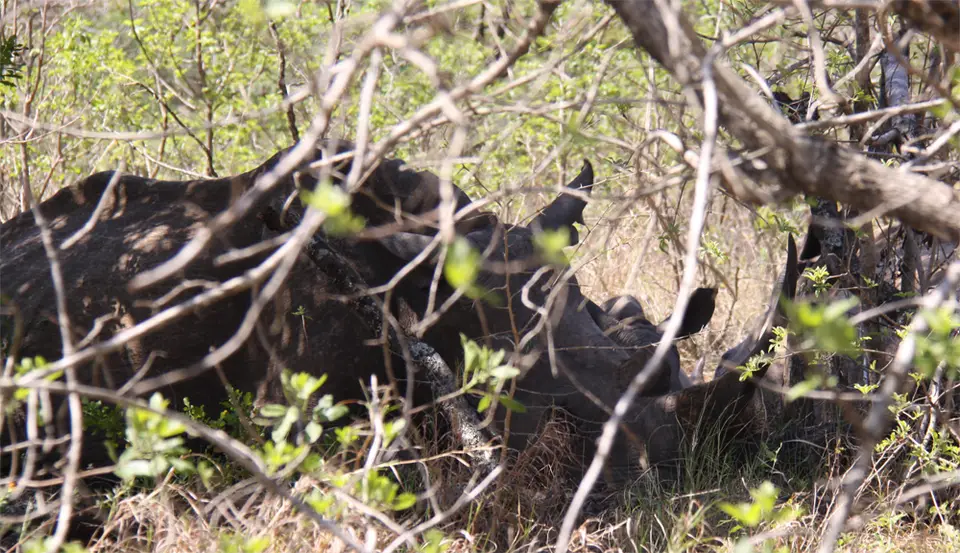 Rhino_2011-12-18.jpg