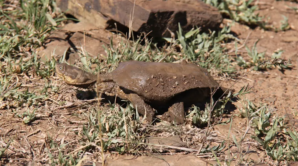 Schildkrte_2012-01-03.jpg