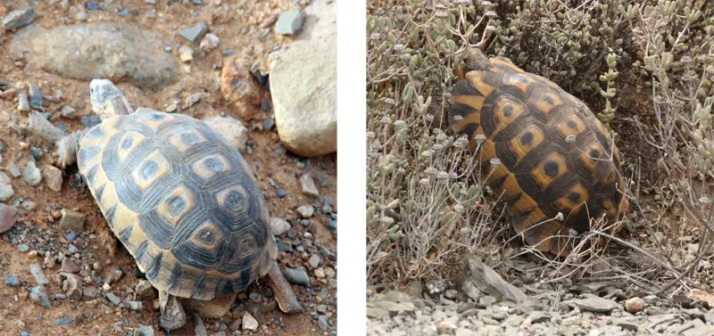 Schildkrte_2013-04-17.jpg
