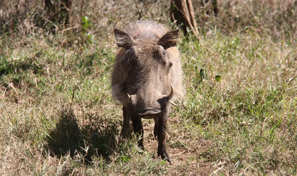 Warthog.jpg