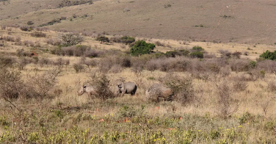 WhiteRhino1.jpg