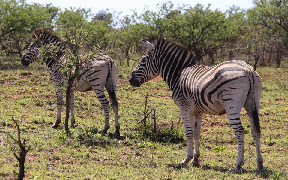 Zebra_2012-01-01.jpg