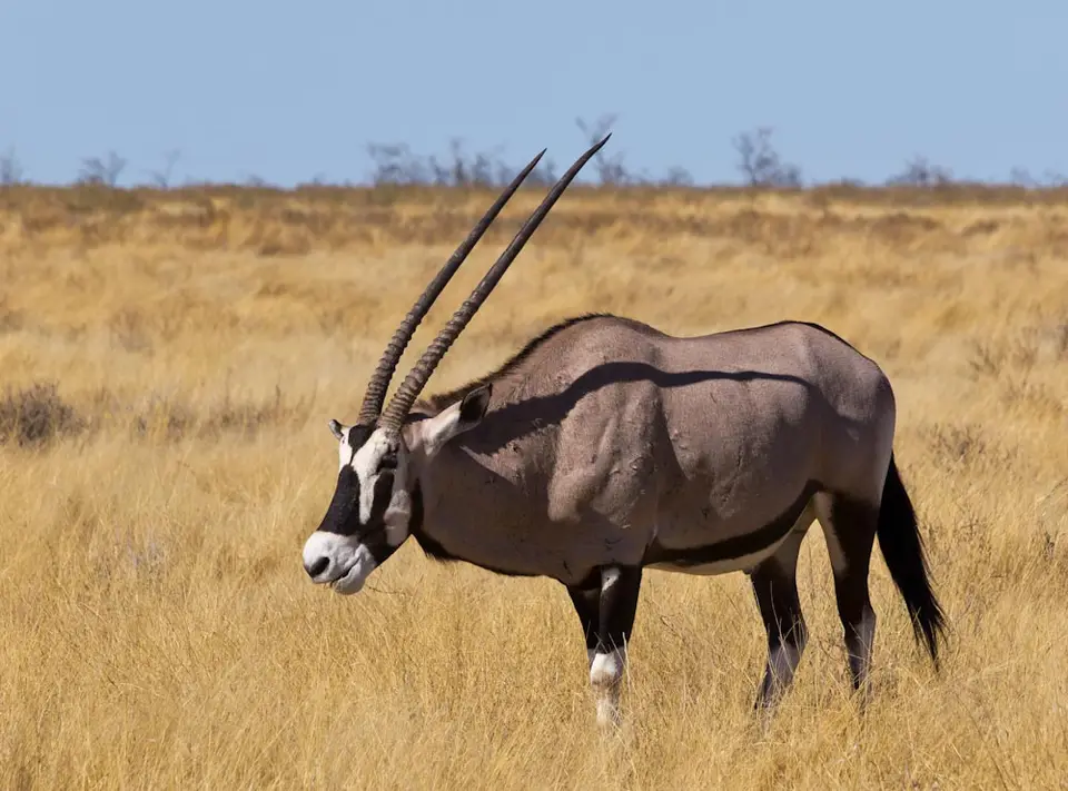 Antilopen.jpg