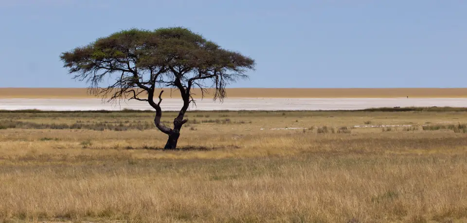 Baum.jpg