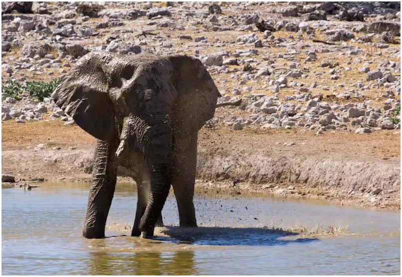 Elefant-Wasserloch-3.jpg