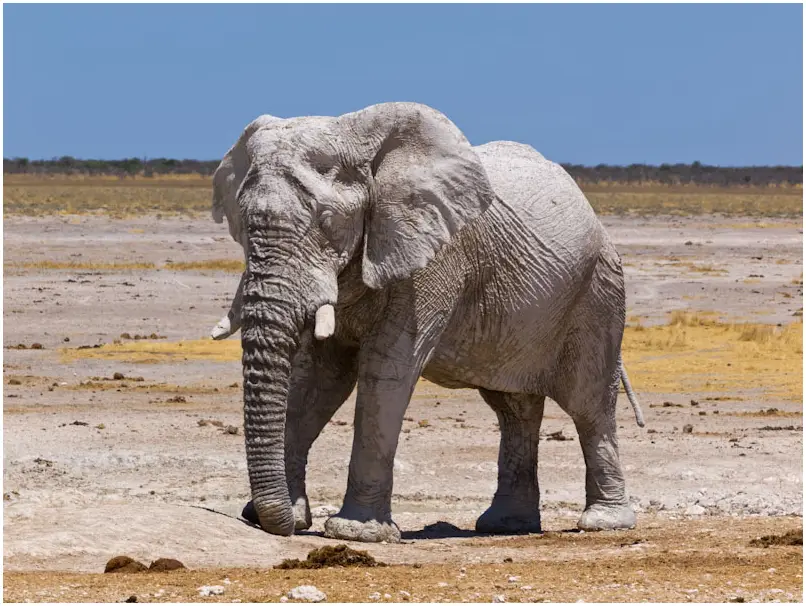 Elefant-weiss-3.jpg