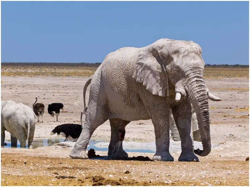 Elefant-weiss-4.jpg