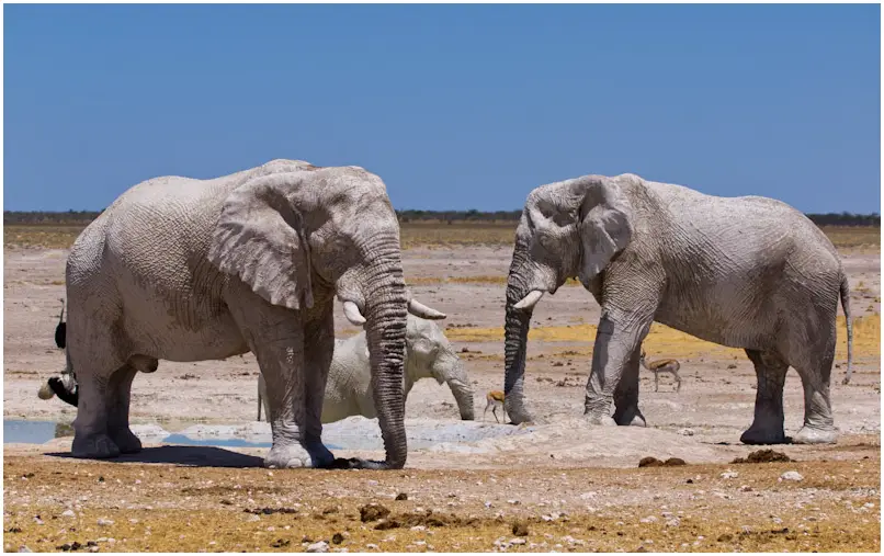 Elefant-weiss.jpg