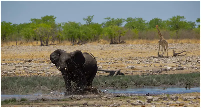 Elefant-wild-3.jpg