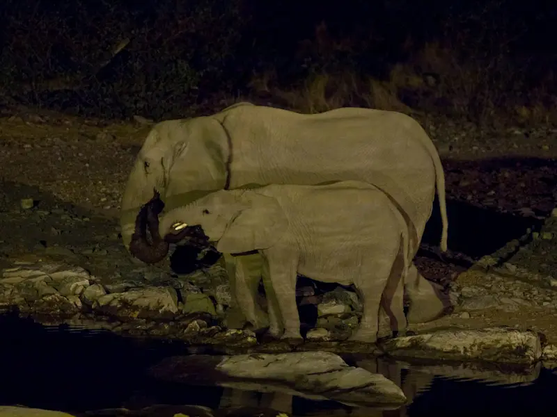 Elefant.jpg