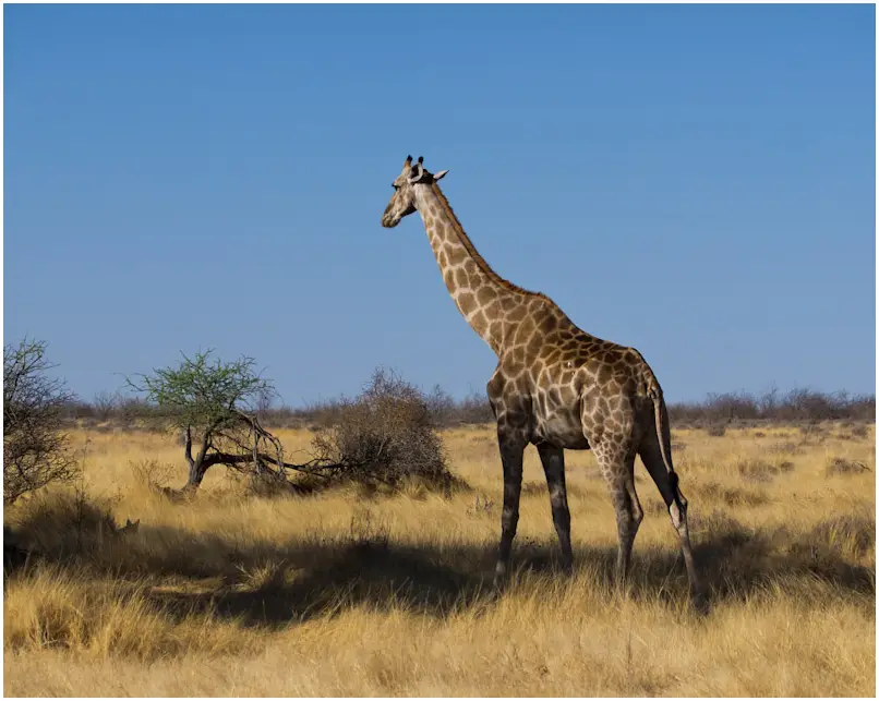 Giraffen-3.jpg