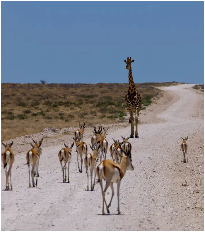 Giraffen.jpg