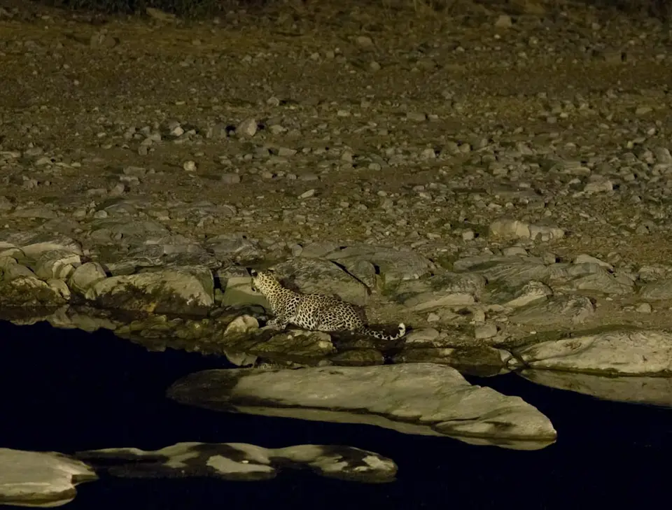 HalaliWasserlochLeopard-2.jpg