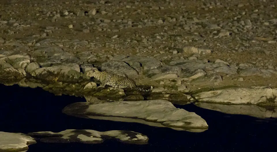 HalaliWasserlochLeopard-3.jpg