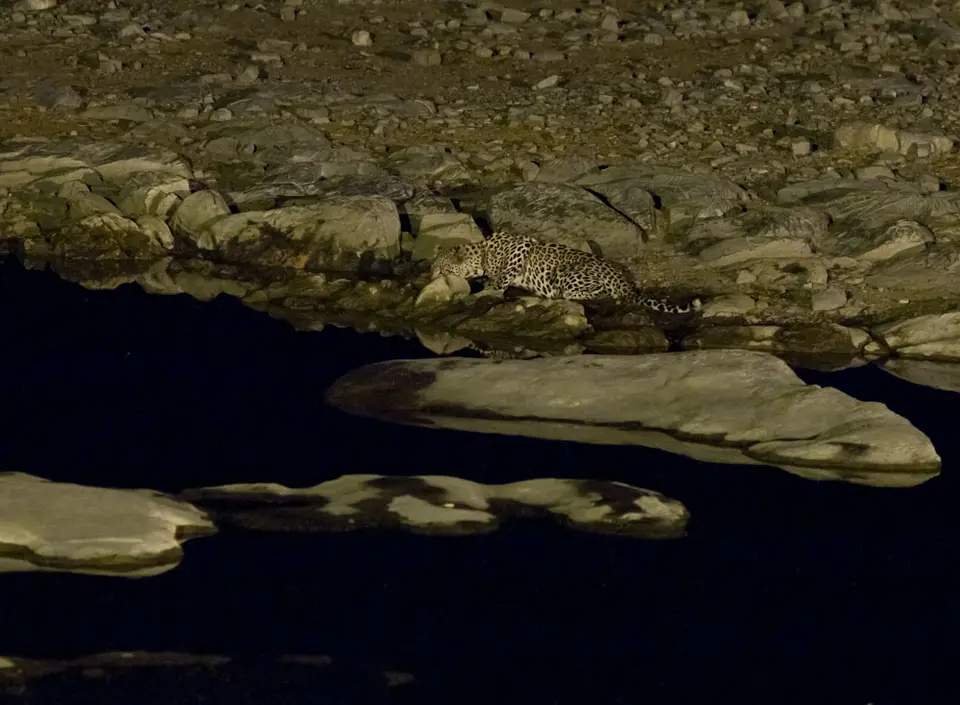 HalaliWasserlochLeopard-5.jpg