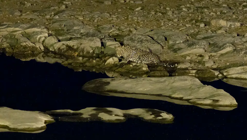 HalaliWasserlochLeopard-6.jpg