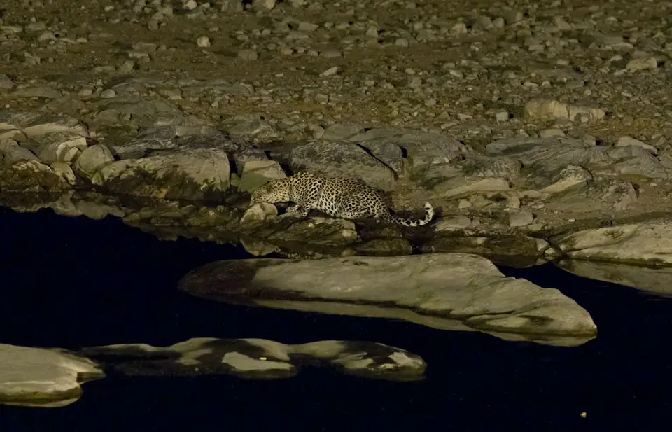 HalaliWasserlochLeopard.jpg