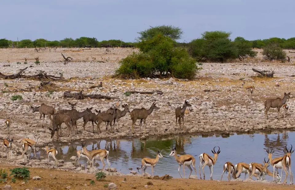Kudu.jpg