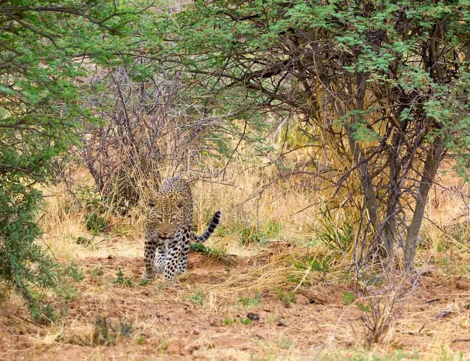 Leopard-3.jpg