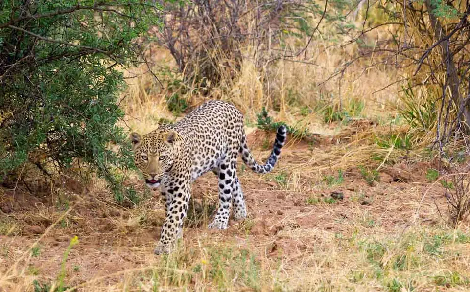 Leopard-5.jpg