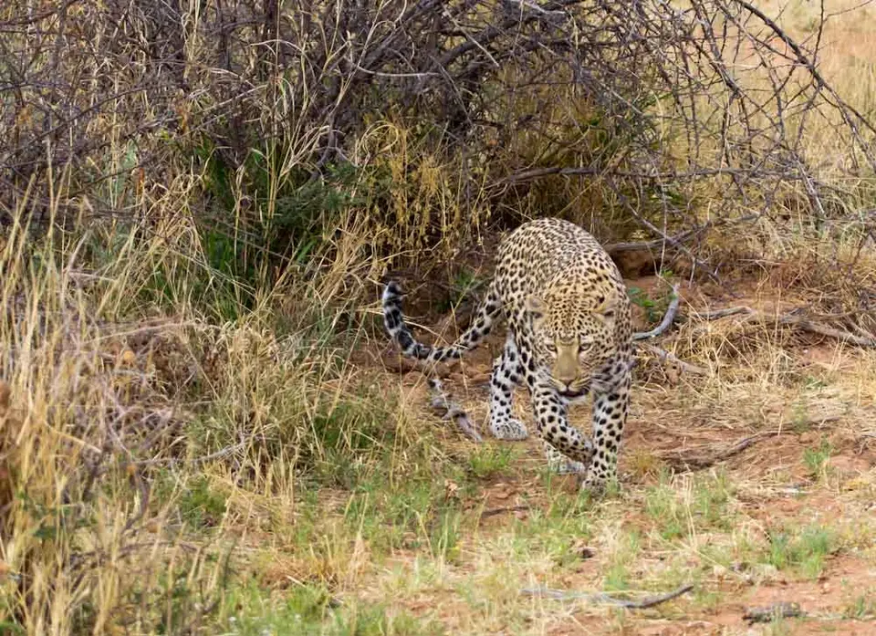 Leopard-7.jpg