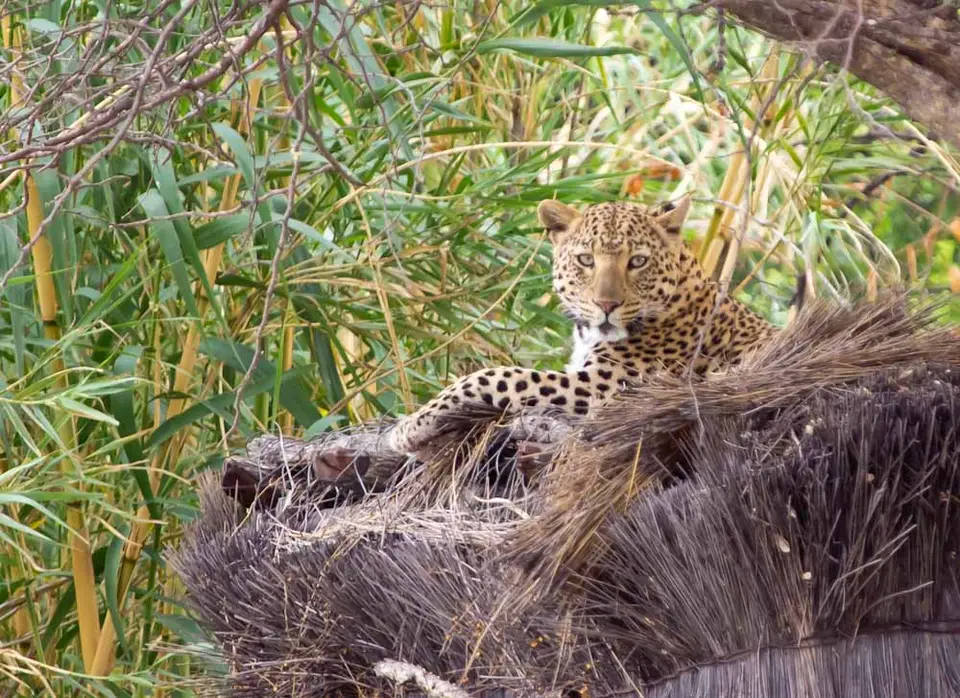 Leopard.jpg